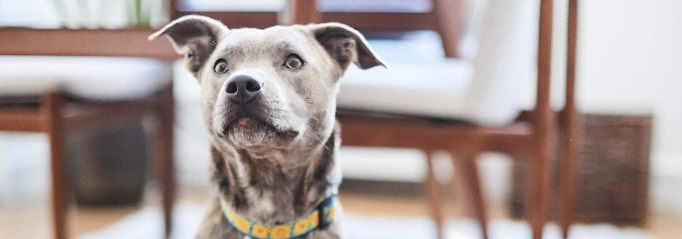 milk chocolate bad for dogs
