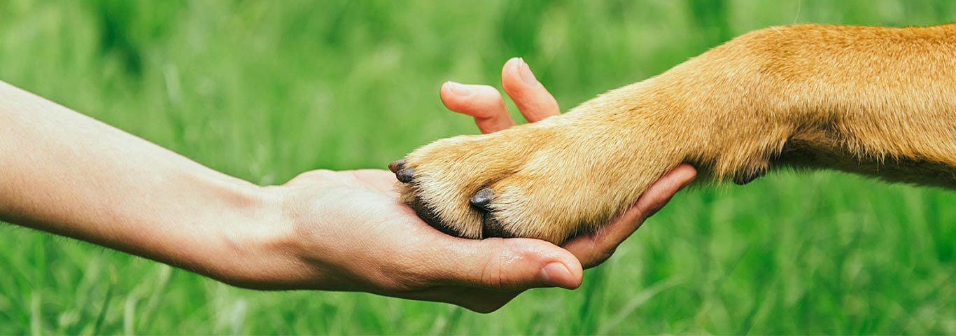 the happy dog paw