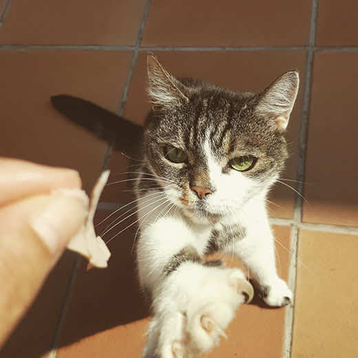 Cat stretches up toward a hand holding a small piece of ham. 