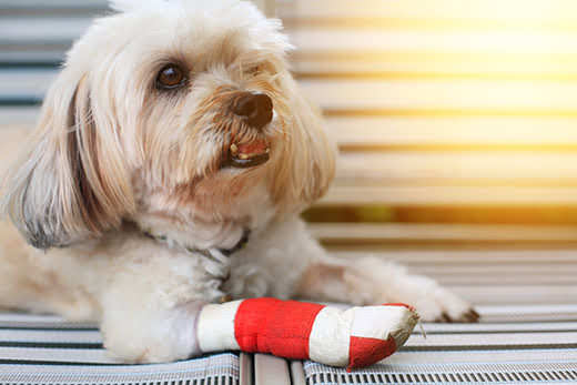 Injured Shih Tzu front leg wrapped by red bandage and splint after surgery in vet hospital with sunset light