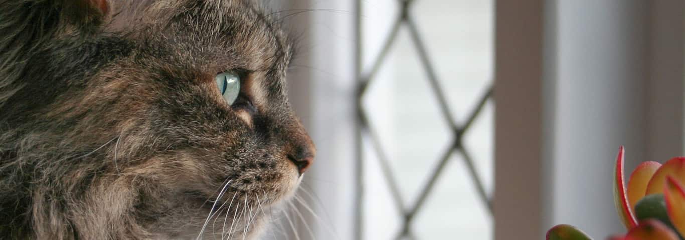 How Many Cat Breeds Are There Hill S Pet Tips For Choosing Cats Best Suited Apartment Living Including What Types Of Es Are Certain Breeds