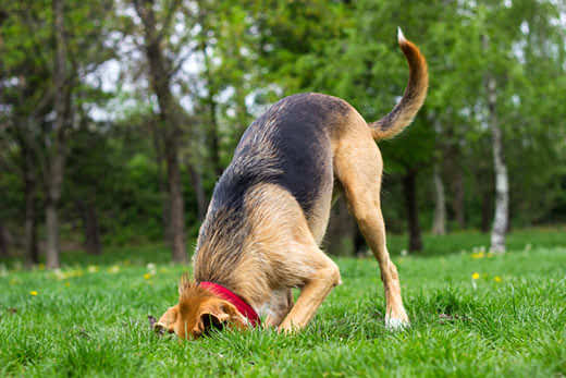 Medium-sized dog wearing red collar has head in a hole in patch of green grass.