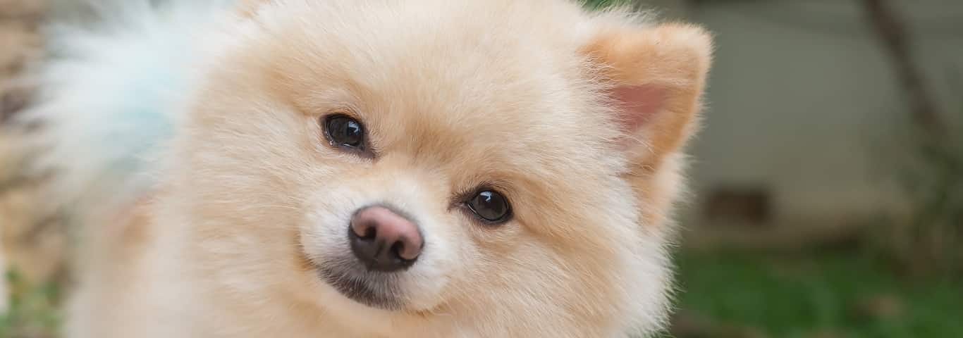 can dogs eat spicy food can dogs eat spicy food