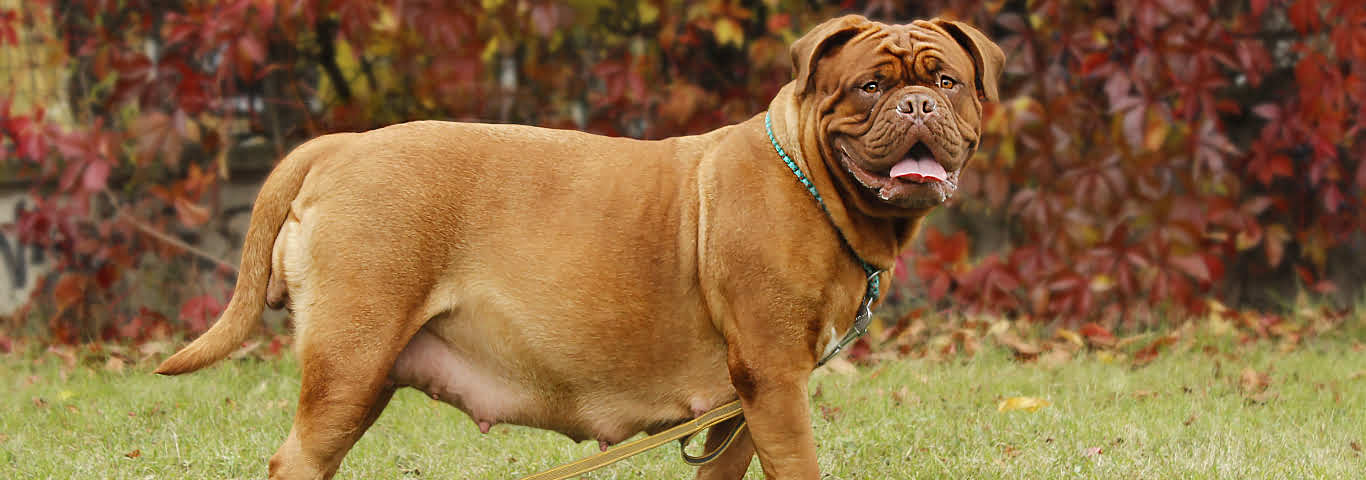 How Long Are Dogs Pregnant Hill s Pet