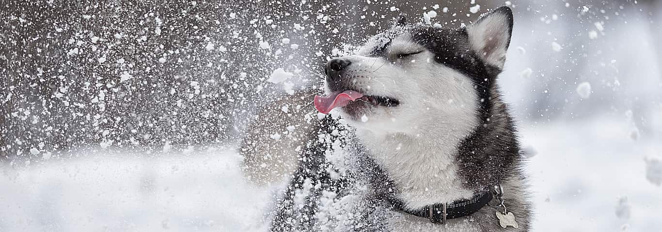 Why Do Dogs Eat Snow? | Hill's Pet
