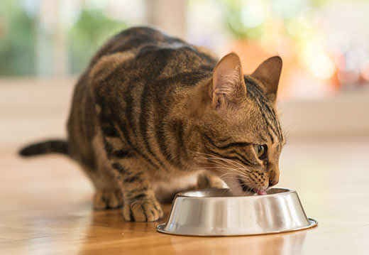 Striped cat crouches down to lick food out of a silver bowl.