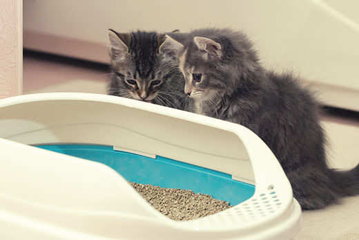 Two gray striped kittens sitting next to a cat litter box looking inside