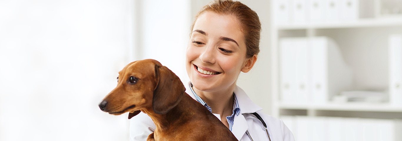 Can Dogs Get The Cold Or Flu Can Dogs Get The Cold Or Flu