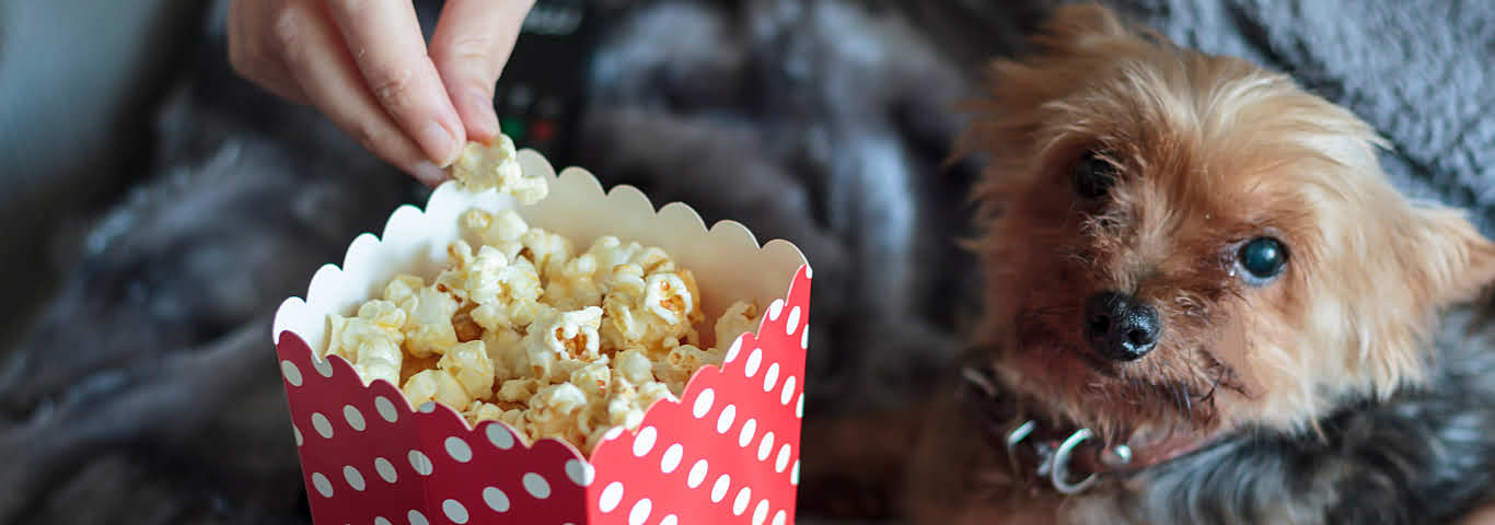 39 Can Dogs Eat Plain Popcorn