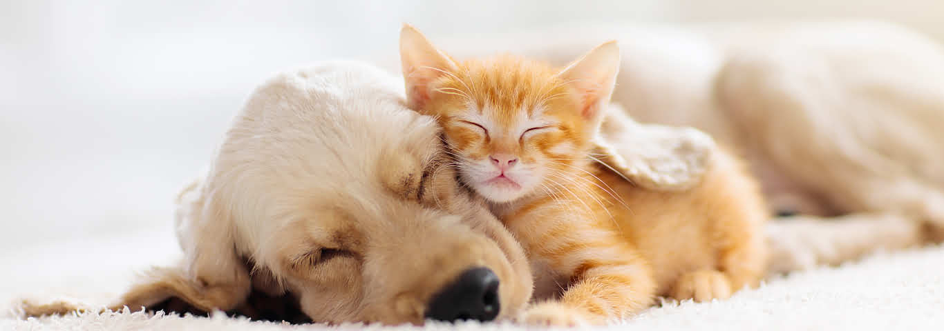Why Are Cats So Cute? (And Dogs, Too!) | Hill's Pet