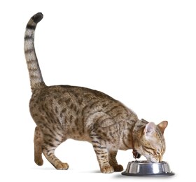 Truth About Hills Cat Food Truth About Hills Cat Food