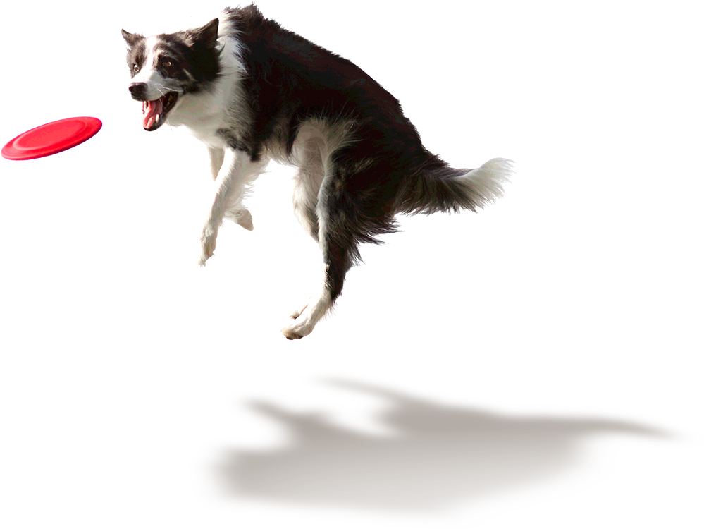 Dog Playing Png Dog Playing Png