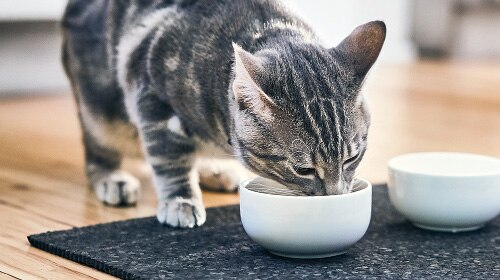 image of cat eating food from bowl
