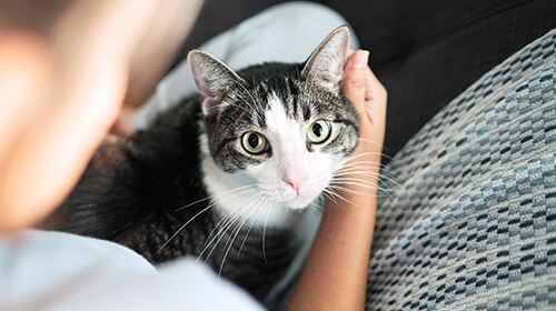 image of happy cat sitting in owner's lap