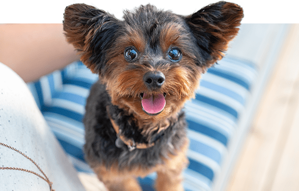 photo of small dog on owner's lap