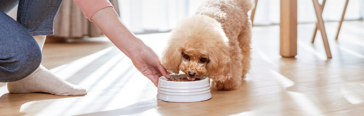 photo of pet parent feeding toy poodle