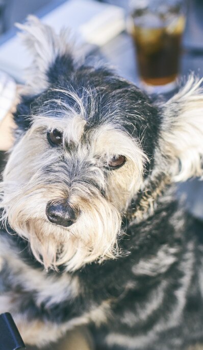 Black and brown terrier looks up intently.
