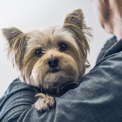 Yorkshire terrier looks over the shoulder of his owner.
