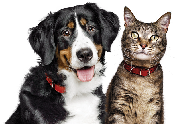 Pet food finder
