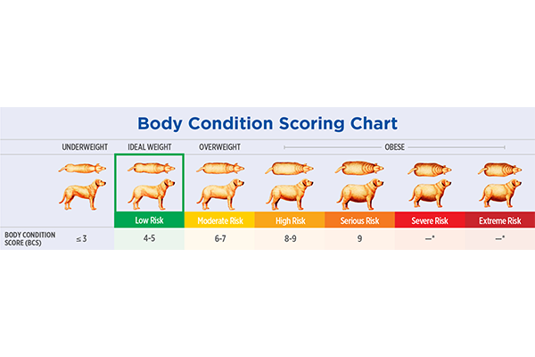 Body condition score for dogs