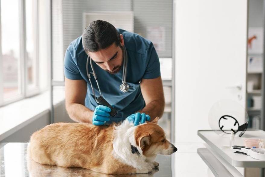dog at the vet getting skin problem checked" title="dog at the vet getting skin problem checked
