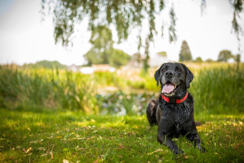 Senior black labrador sitting in the nature