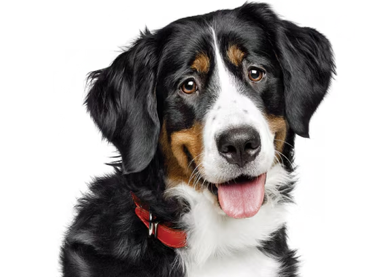 Pet food finder
