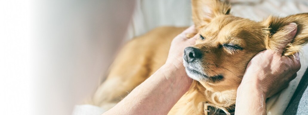 Pet Care