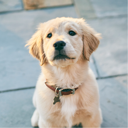 Puppy Dog Food
