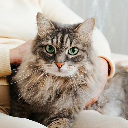 Senior Cat Food