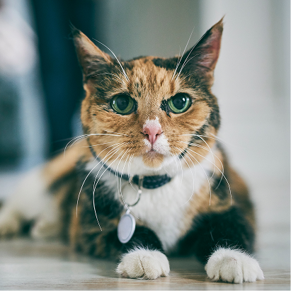 Adult Cat Food